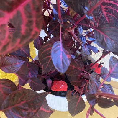 PČ 2. a 4. ročník