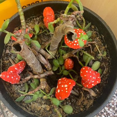 PČ 2. a 4. ročník